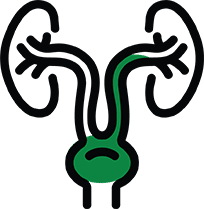 Urology Icon